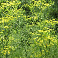 Fennel_SH9_1