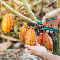 Cocoa_powder_alkalized_1